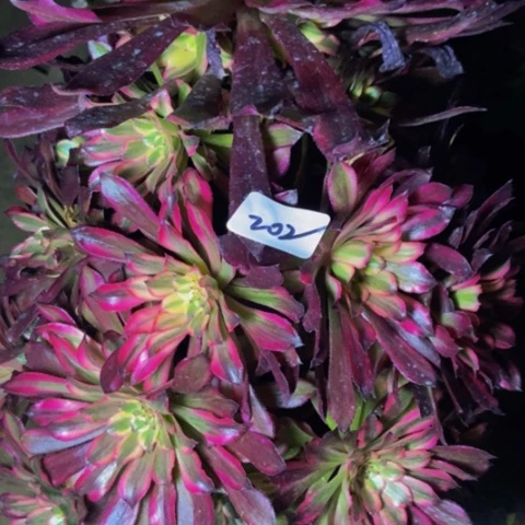 皱叶蕾丝雪姬202多肉不包断