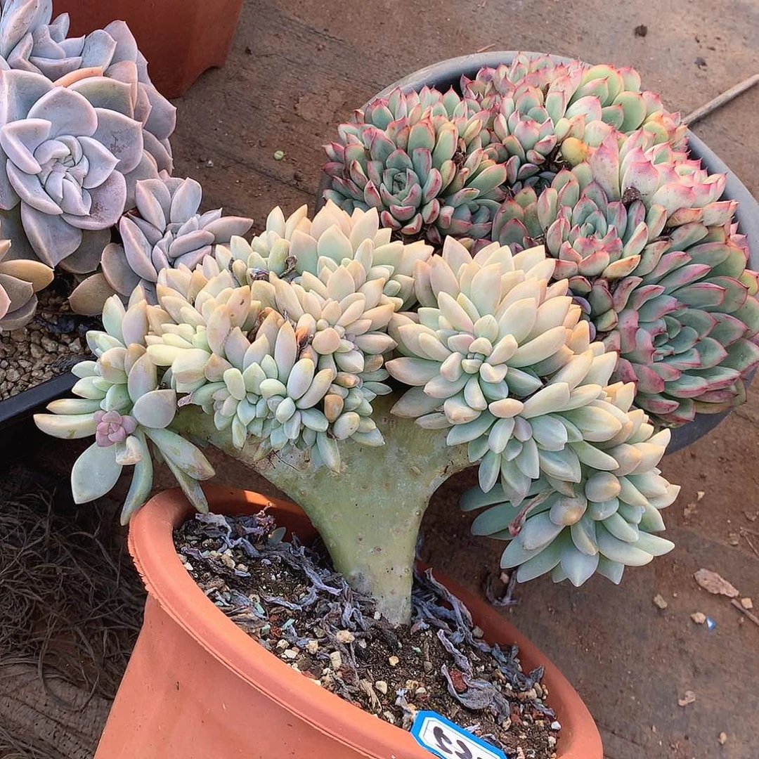 520淡雪缀一物一拍多肉