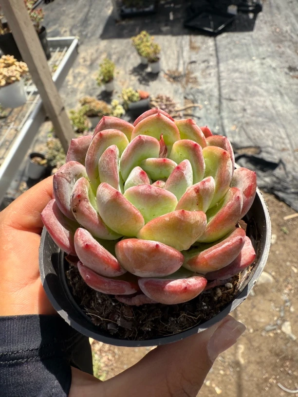 全明星多肉植物精品