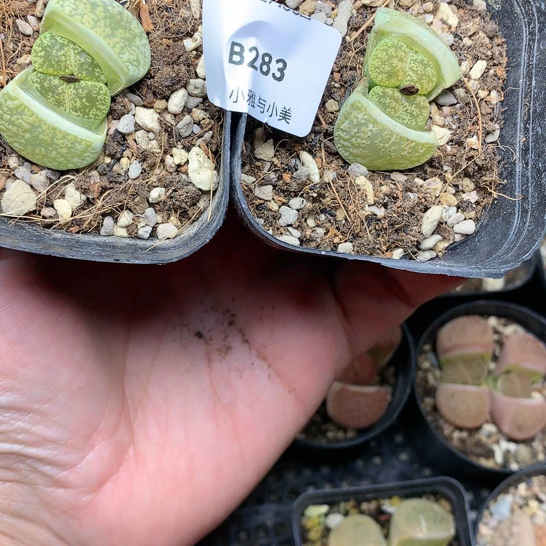 B283多肉植物保护研究所