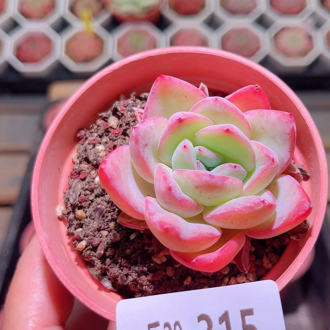 乐然29-315 草莓泡芙