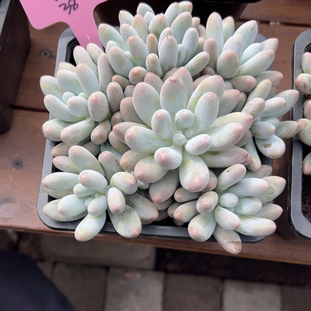 星***星汤圆111111111111111