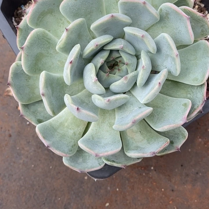 ***气精品多肉植物1677