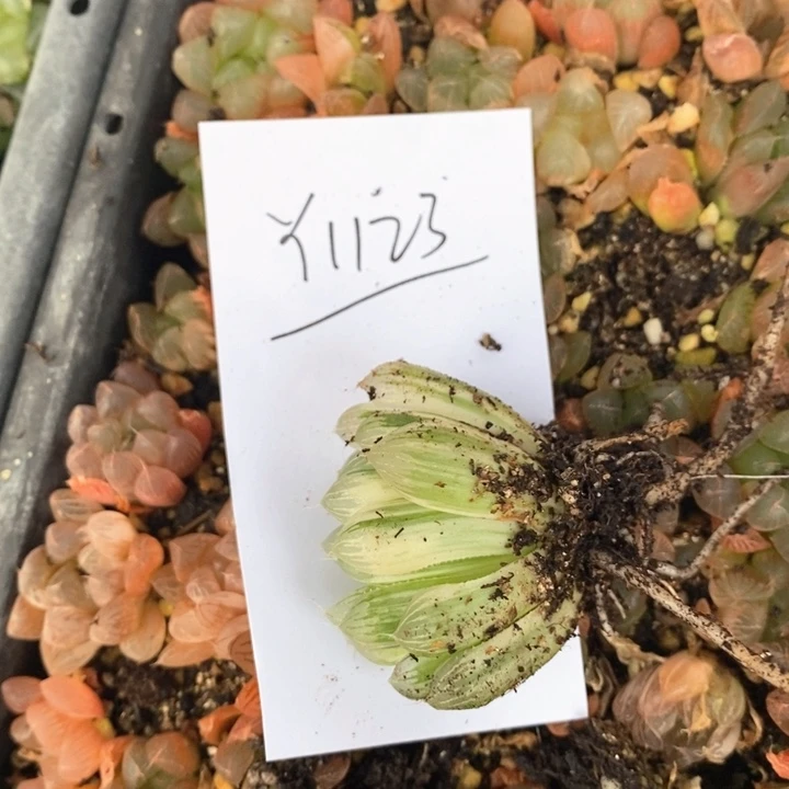 花*间1123。