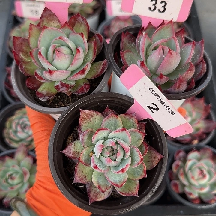 ༼***࿅28、2、33 惊鸿仙子多肉植物6-9cm