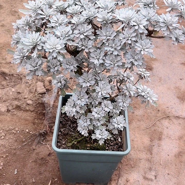 涛***哥无花朵带土球发货