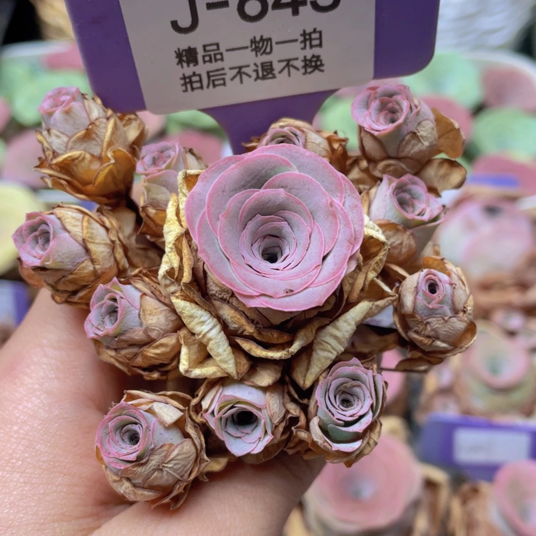 山地玫瑰J643断枝不包损不售后