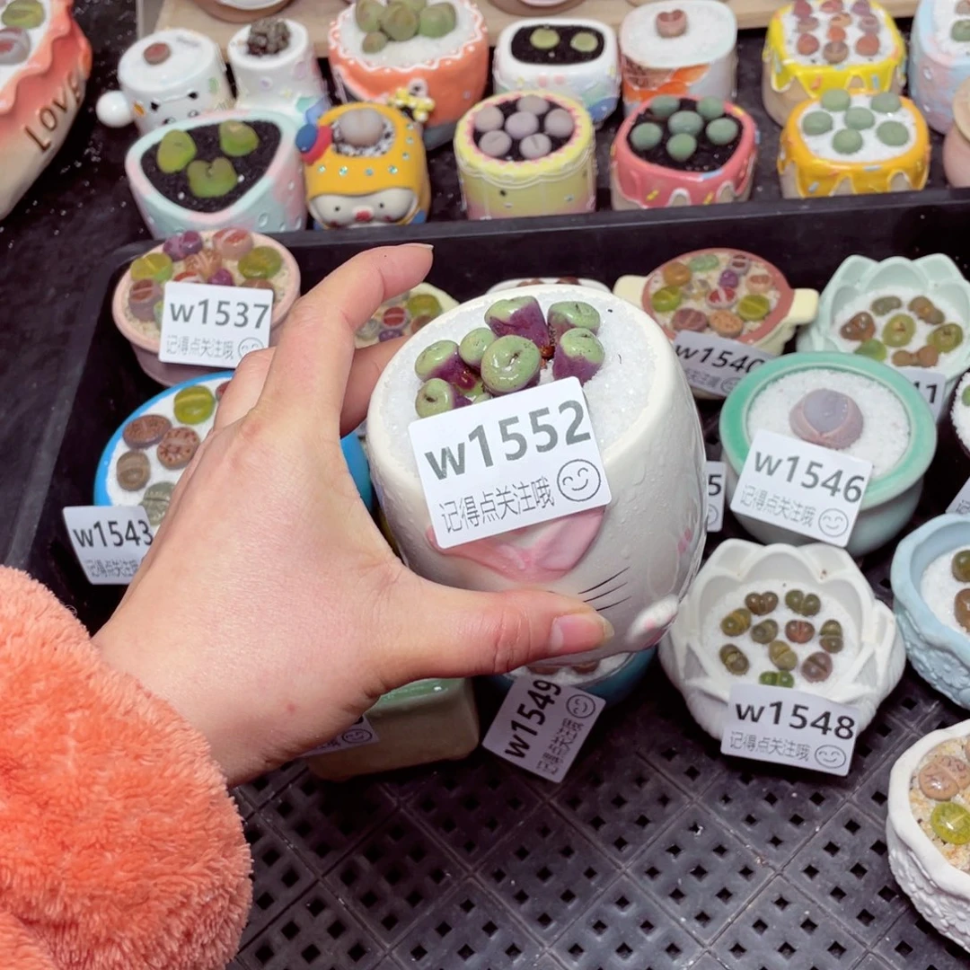 w1553 -零下地区拍保温箱-15支持寄养