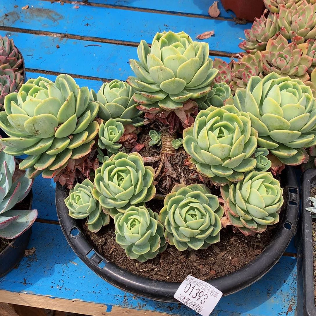 冬***鱼    哈密瓜01393