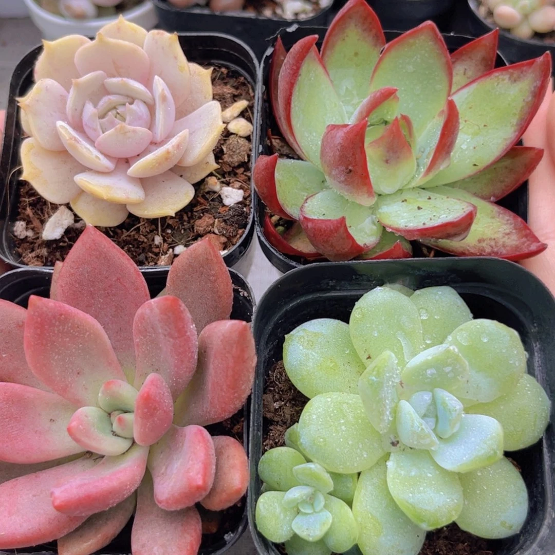 露娜莲。    惊鸿。桃花源。 冰玉多头