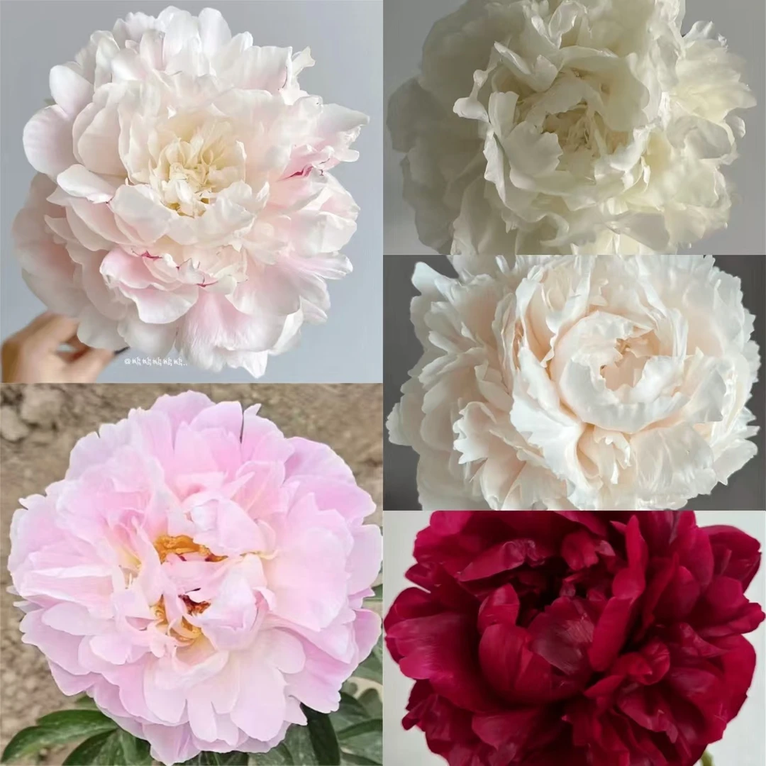 恒巢预售  进口品种芍药种苗2-3芽     秋季发货