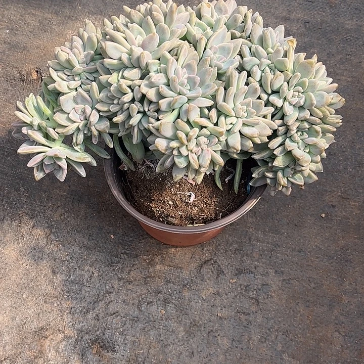 大***鱼淡雪大板缀，一物一拍。