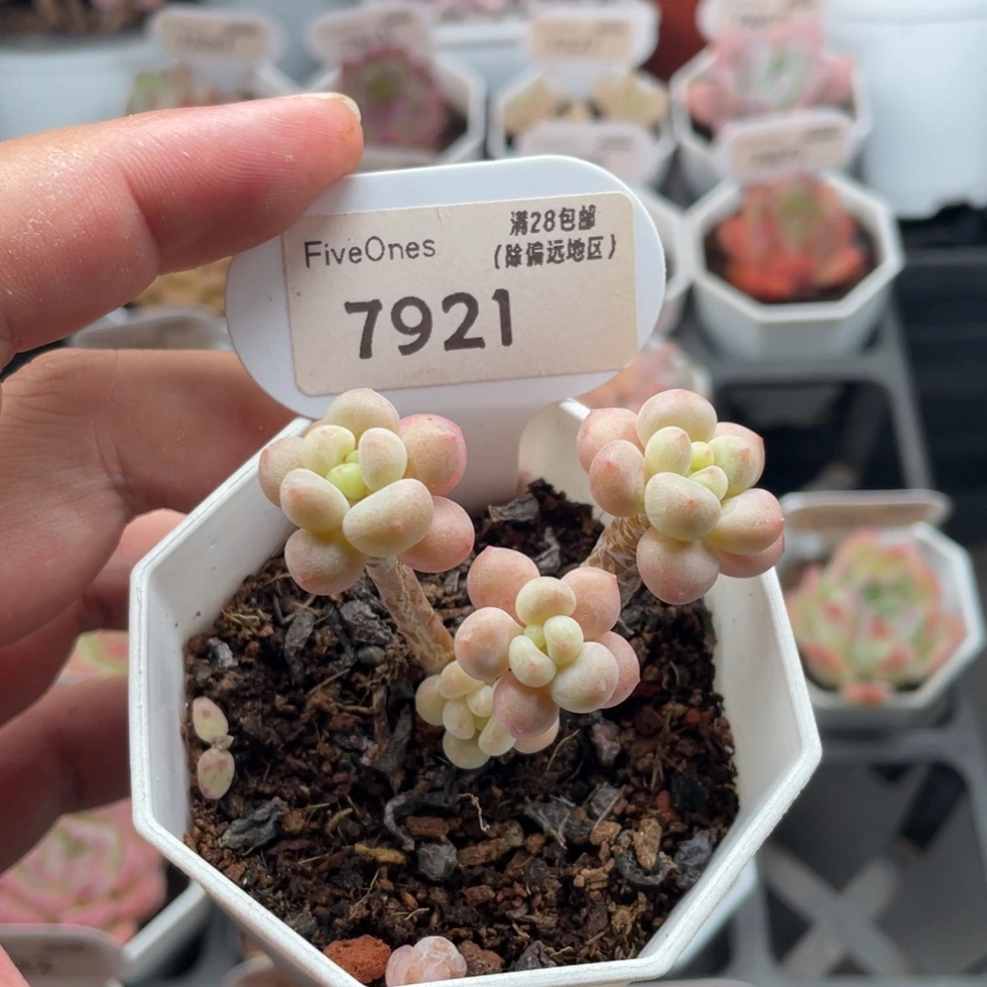 鱼子酱7921-5厘米