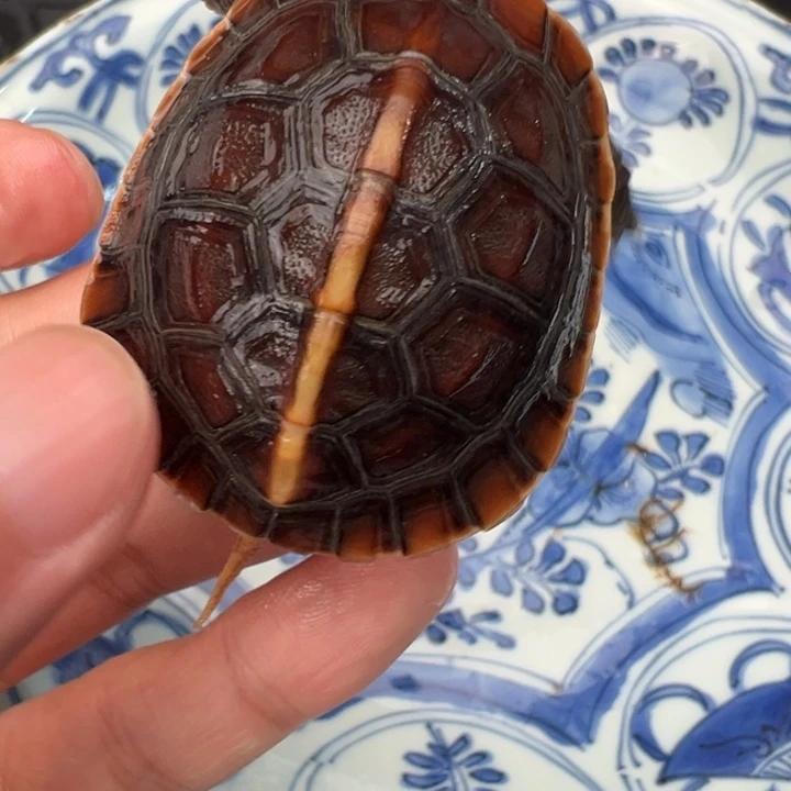 母绿毛龟M****u啦啦了