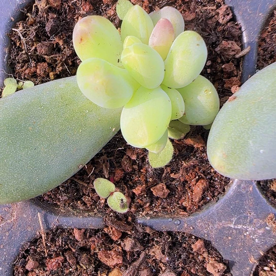 迷雾森林小苗一物一拍