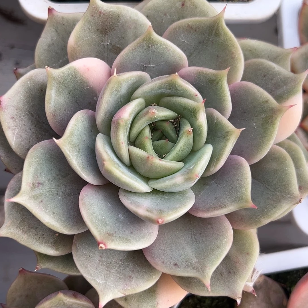 满38包邮花脸 贝加尔湖