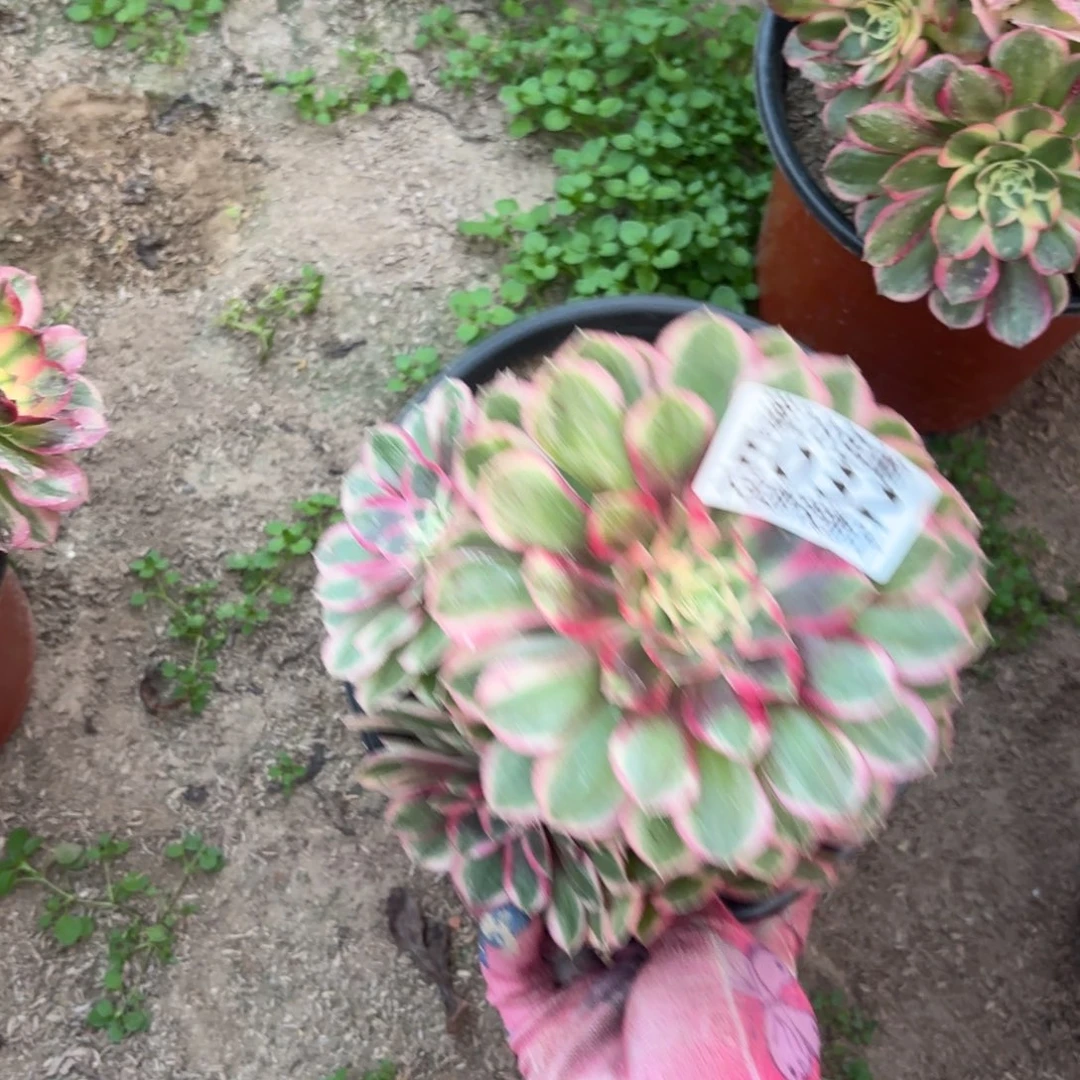 P. 032孔雀翎处理多肉123