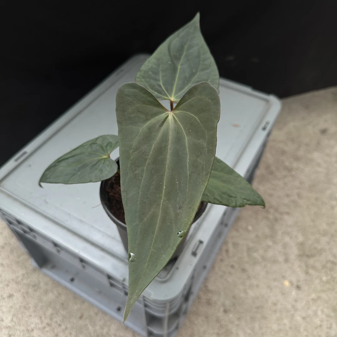 黑桃杂戴斯杂fs 花烛 热植