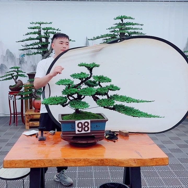 无花朵松柏盆景，一物一拍