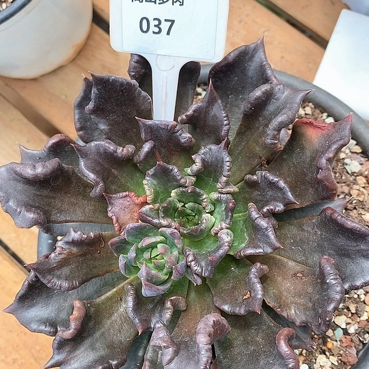 037-直播福利黑色饺子皮