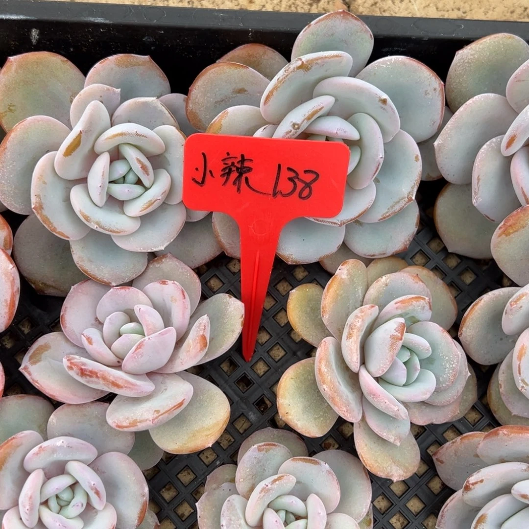 *****小辣138。