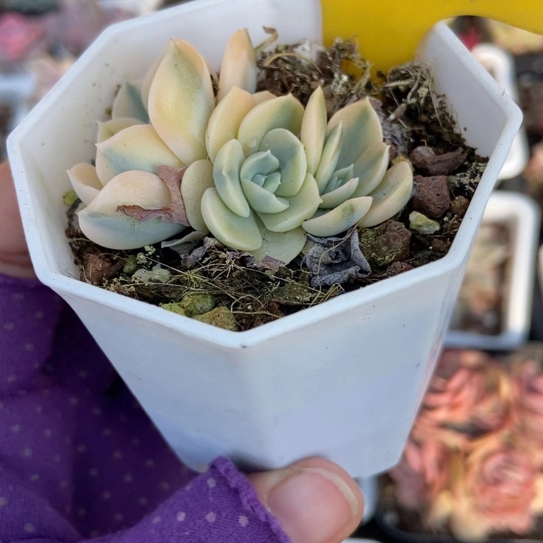 864鲁氏锦多肉植物