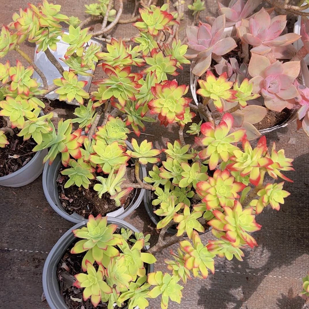 清扬多头造型精控三盆