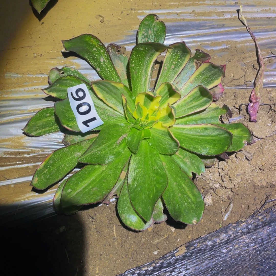 魅影花脸多肉植物106