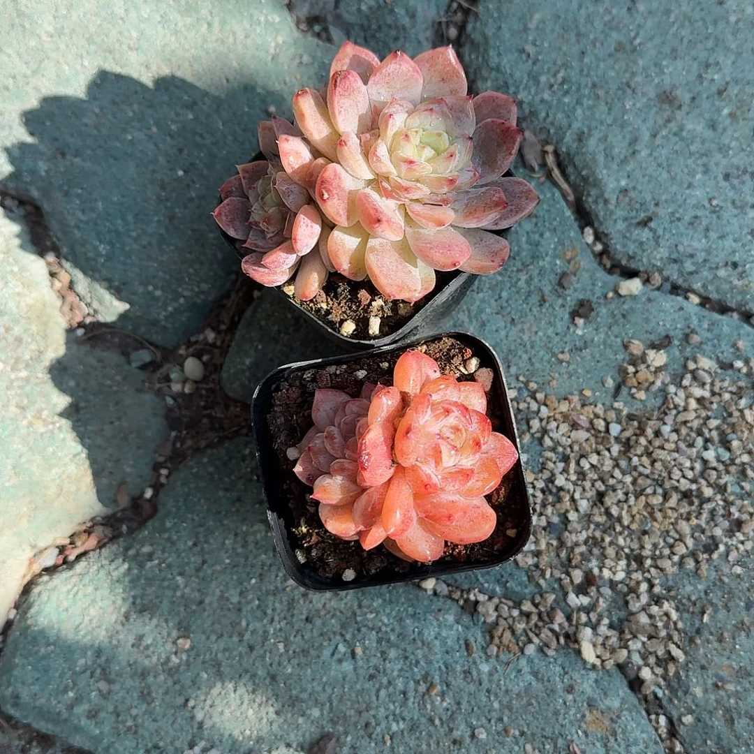 绕***柔两颗双头 小精品多肉植物