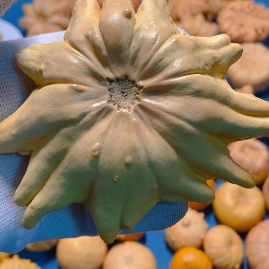 皮***弟葫芦墨西哥七彩疙瘩葫芦手把件