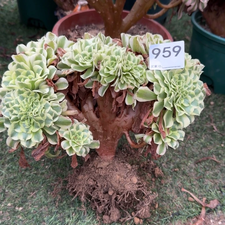 流***英绿豆沙自然朵朵缀化959
