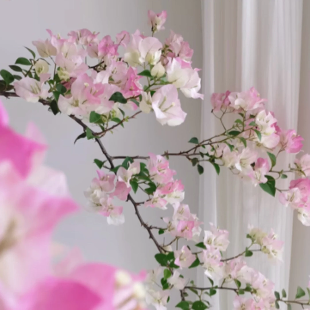 绿樱三角梅袋装原生苗