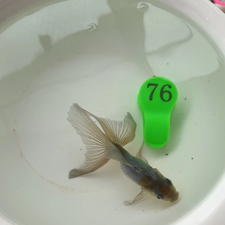 金鱼包邮包活到家