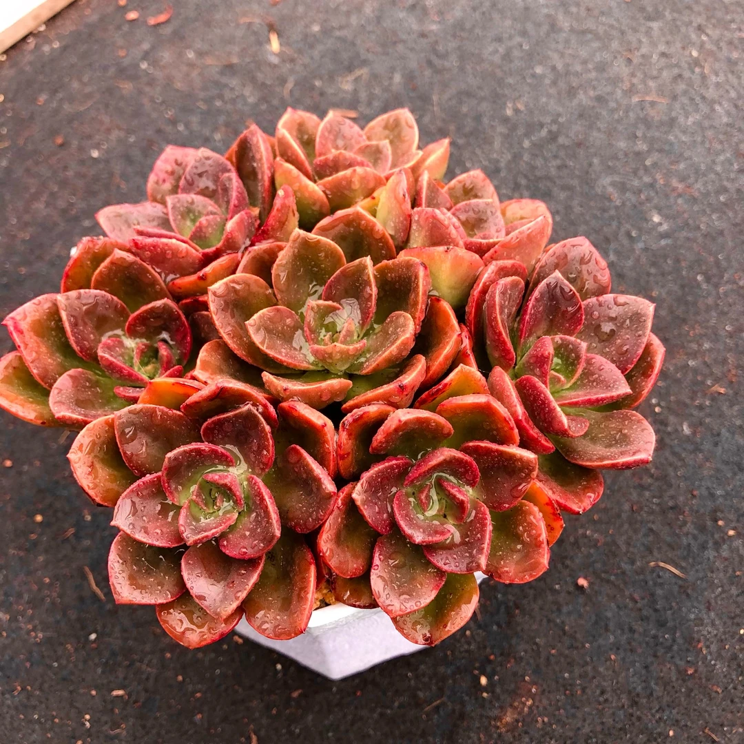 巧克力八颗送八角盆送土多肉