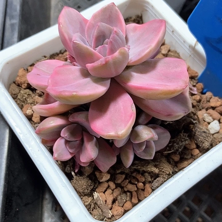 多肉植物彩虹糖锦202