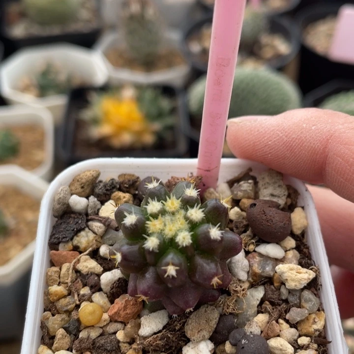 实生短豪刺金虎一棵01720000