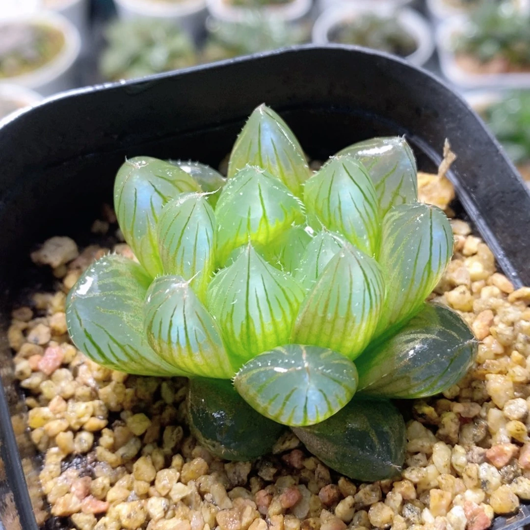 Y4大窗透蓝玉露多肉