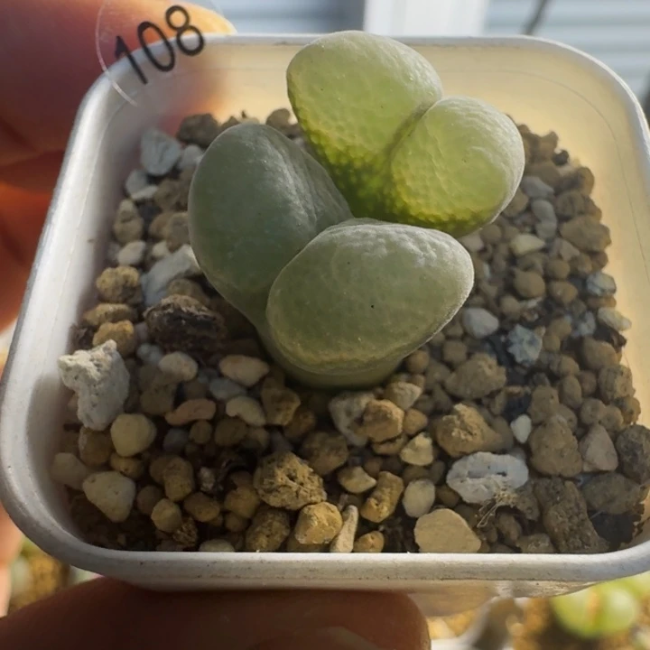 多肉.......108........@