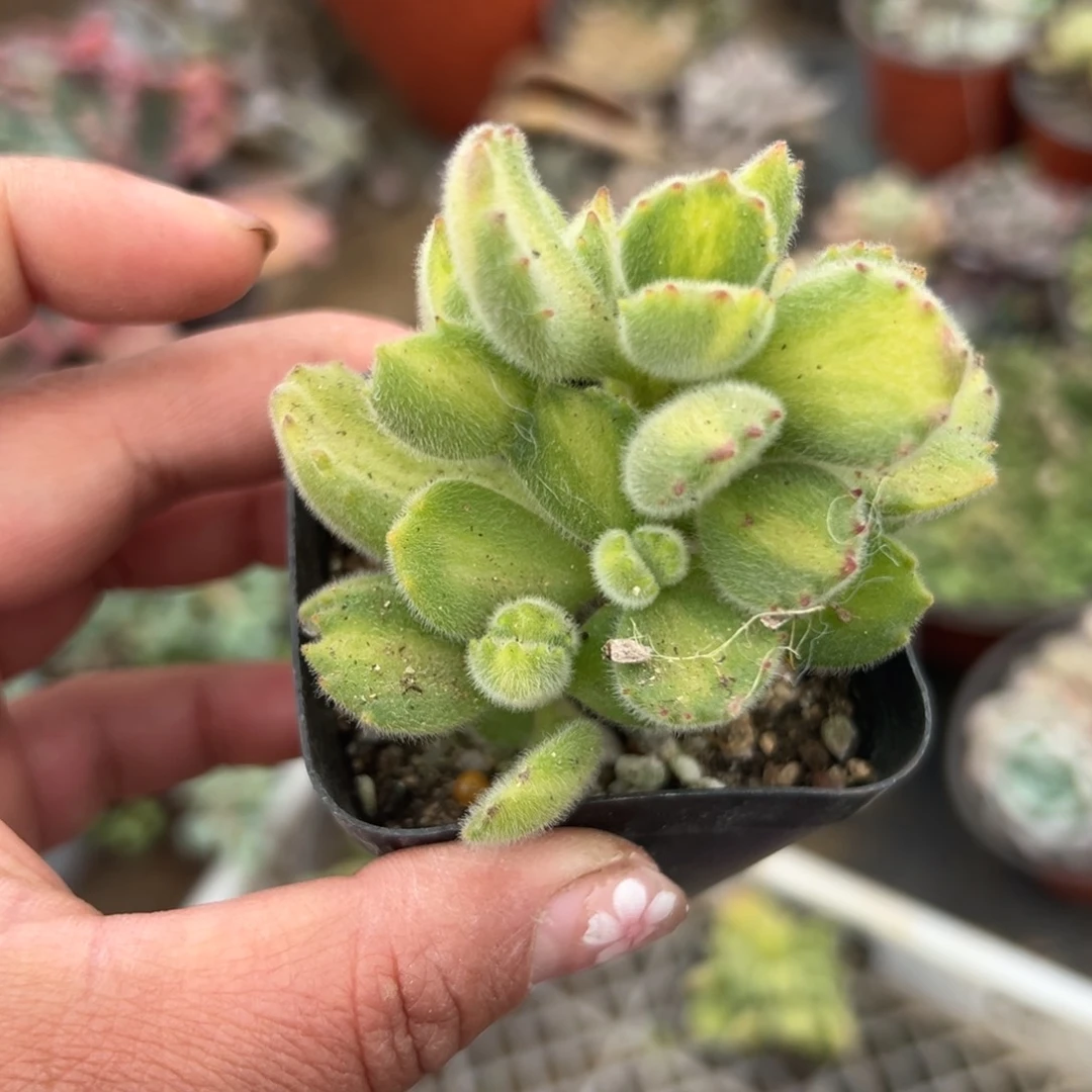 多肉植物多肉植物