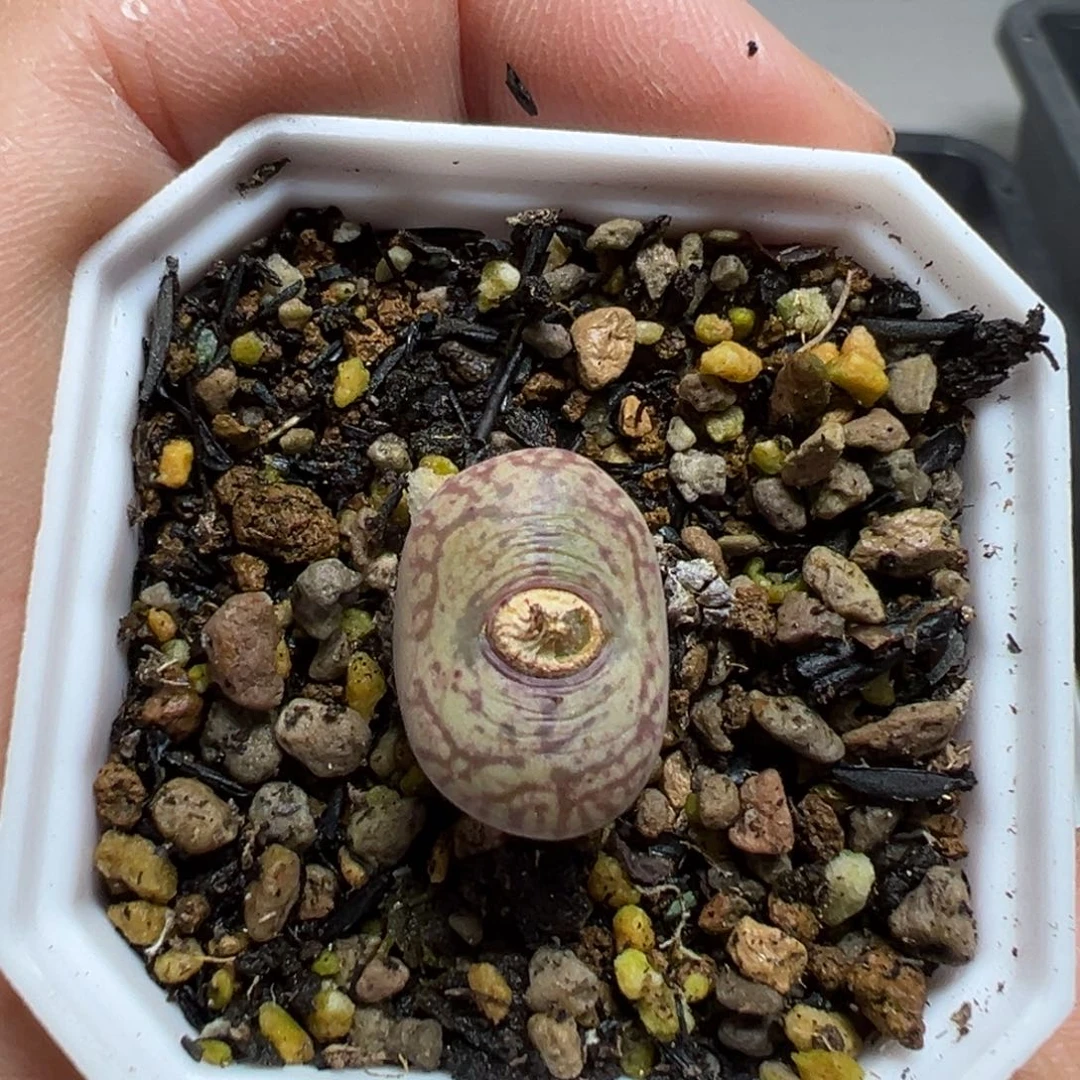 【闪购商品】229……