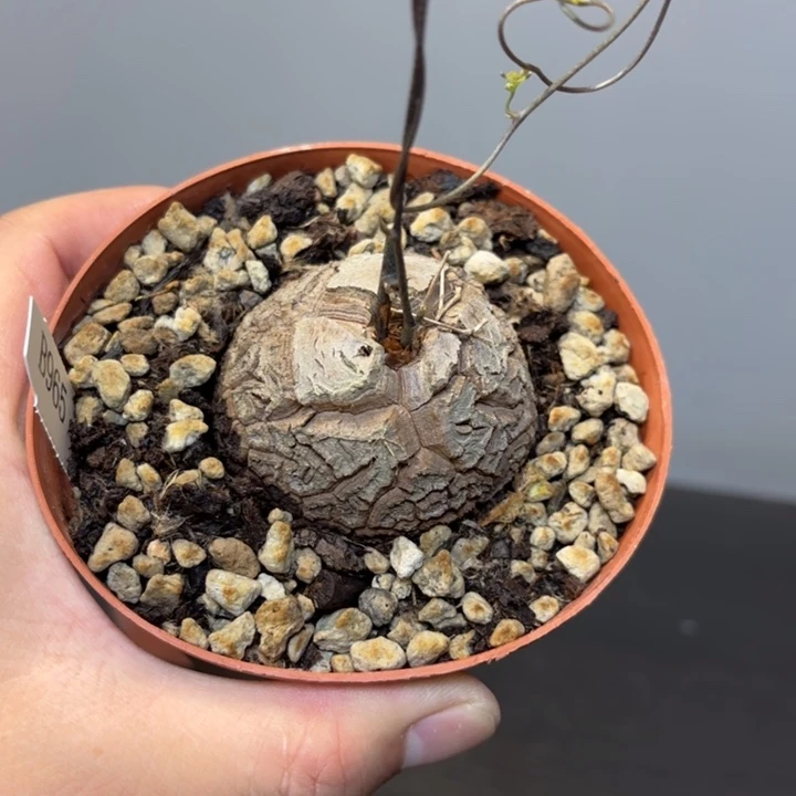 965 南非龟甲龙带盆