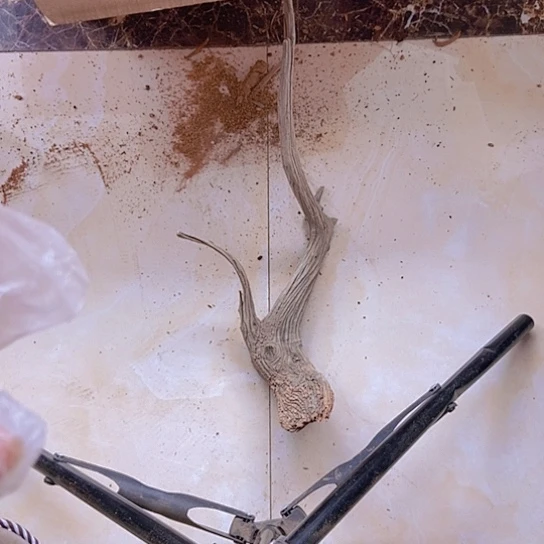 柏木古**风陈化到位坨坨疙瘩坨坨