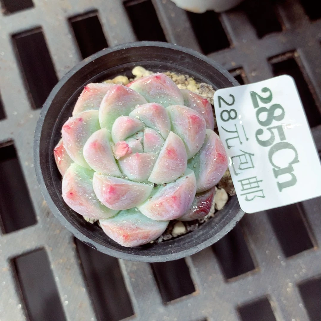 5厘米盆精控多肉285