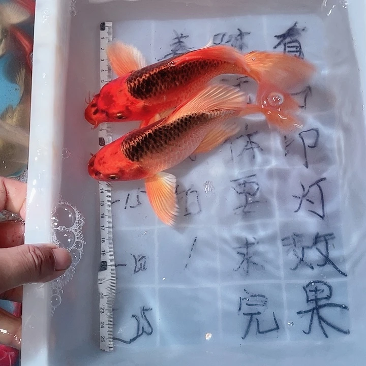 蝴蝶鲤鱼渔场直发93