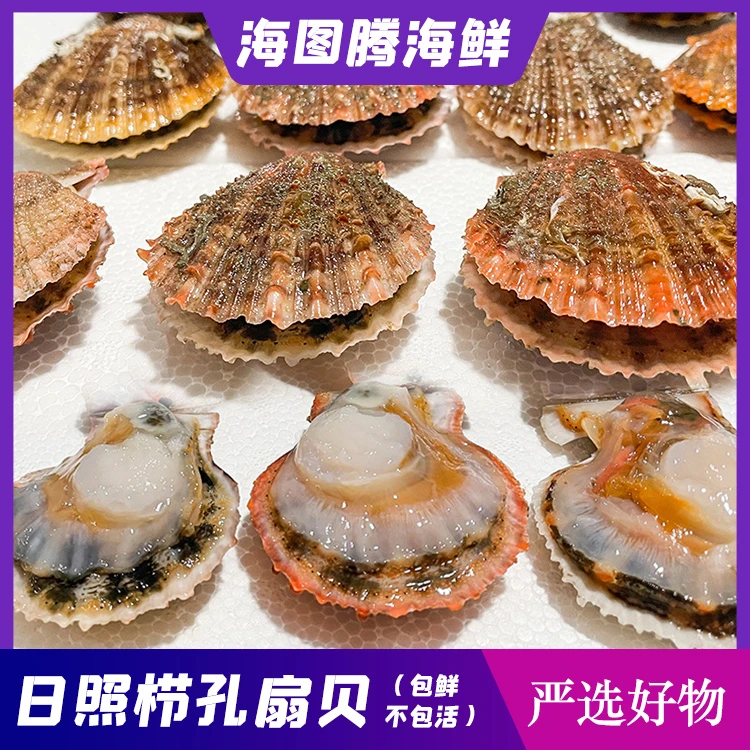 【鲜活扇贝】当天捕捞新鲜鲜活发货栉孔扇贝刺贝（到货包鲜不包活）
