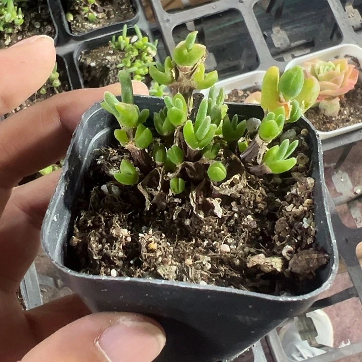 ୧****兔子枝干精品多肉植物