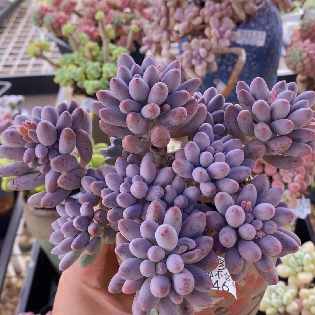 婴儿手指老桩14cm646多肉植物