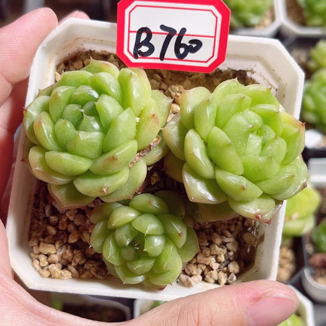 B760 一物一拍 泡泡龙