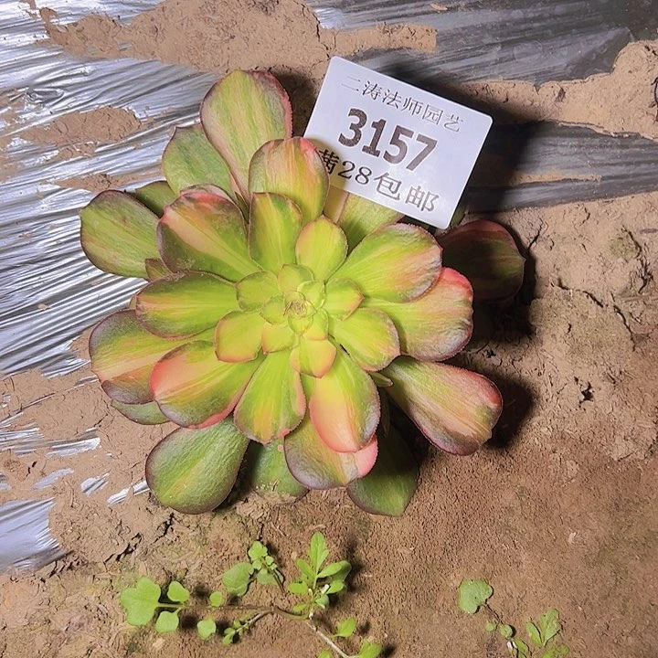 李*3157流星雨多肉植物