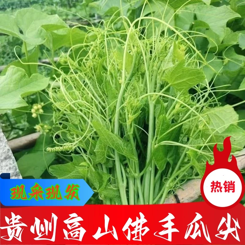 贵州农家自种佛手瓜尖龙须菜新鲜脆嫩爽口时令蔬菜